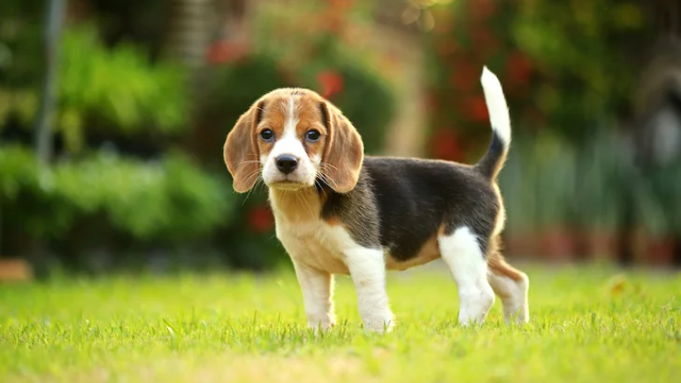 Beagle