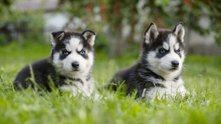 Siberian husky