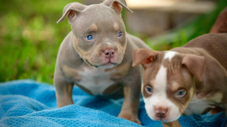 American Bully