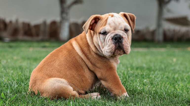 British Bulldog