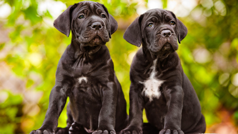 Cane Corso