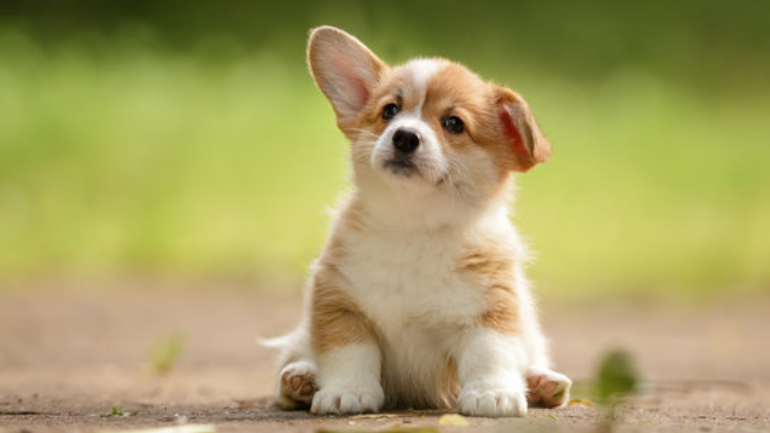 Corgi