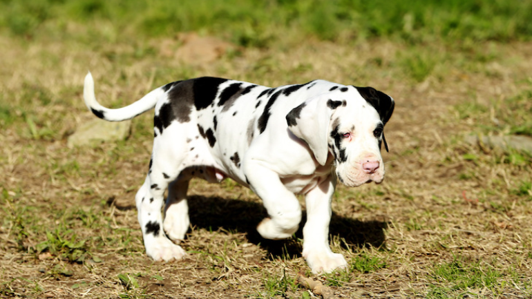 Great Dane