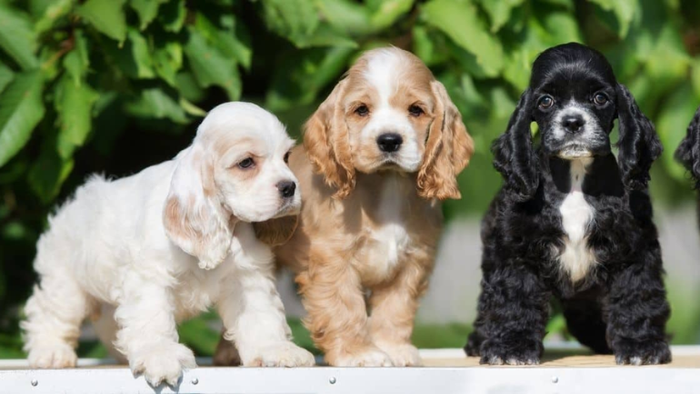 Cocker Spaniel