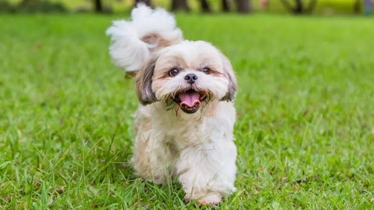 Shih Tzu 