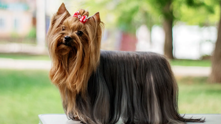 Yorkshire Terrier