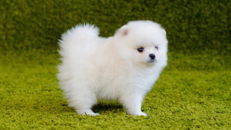 Toy Pom