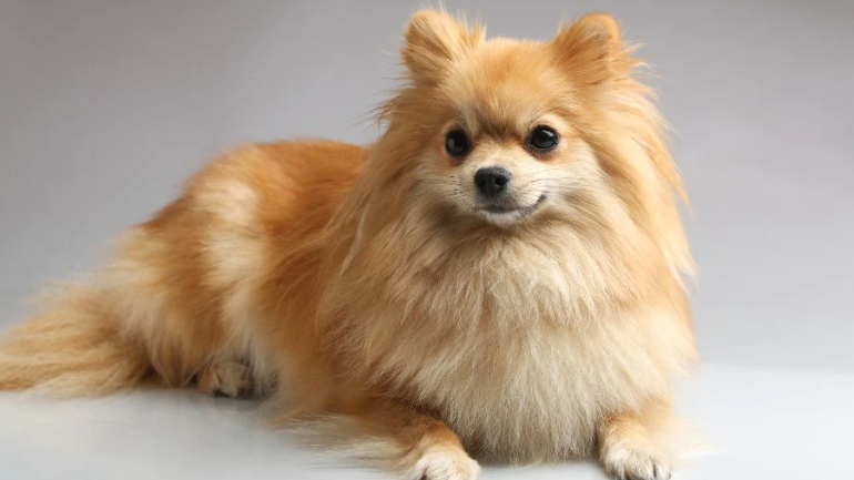 German spitz