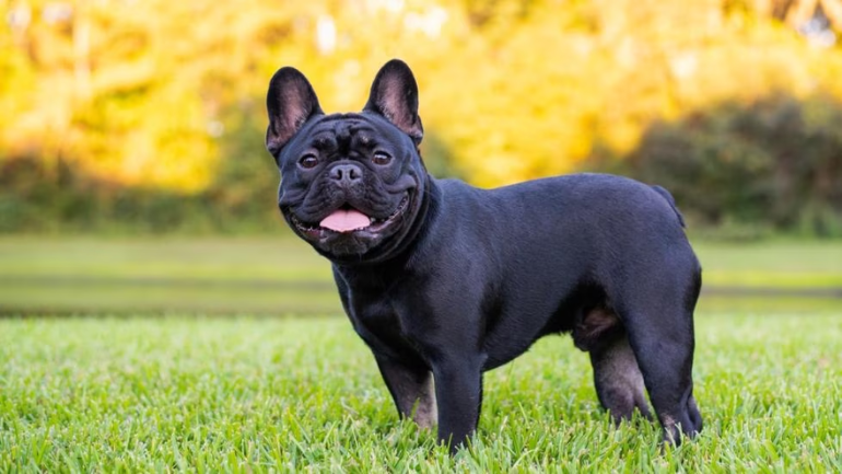 French Bulldog