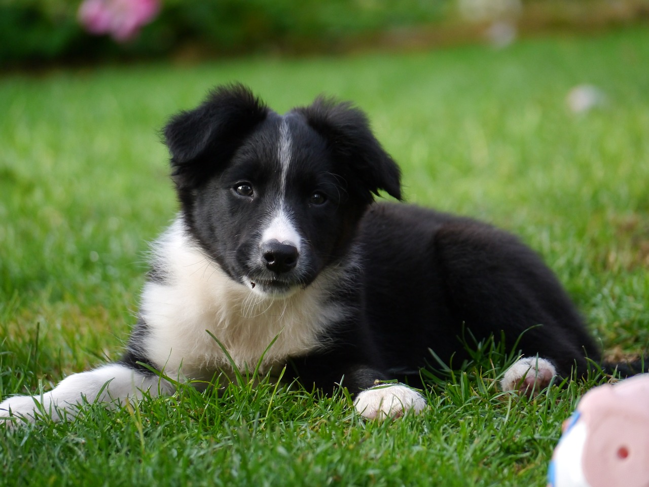 Border Collie