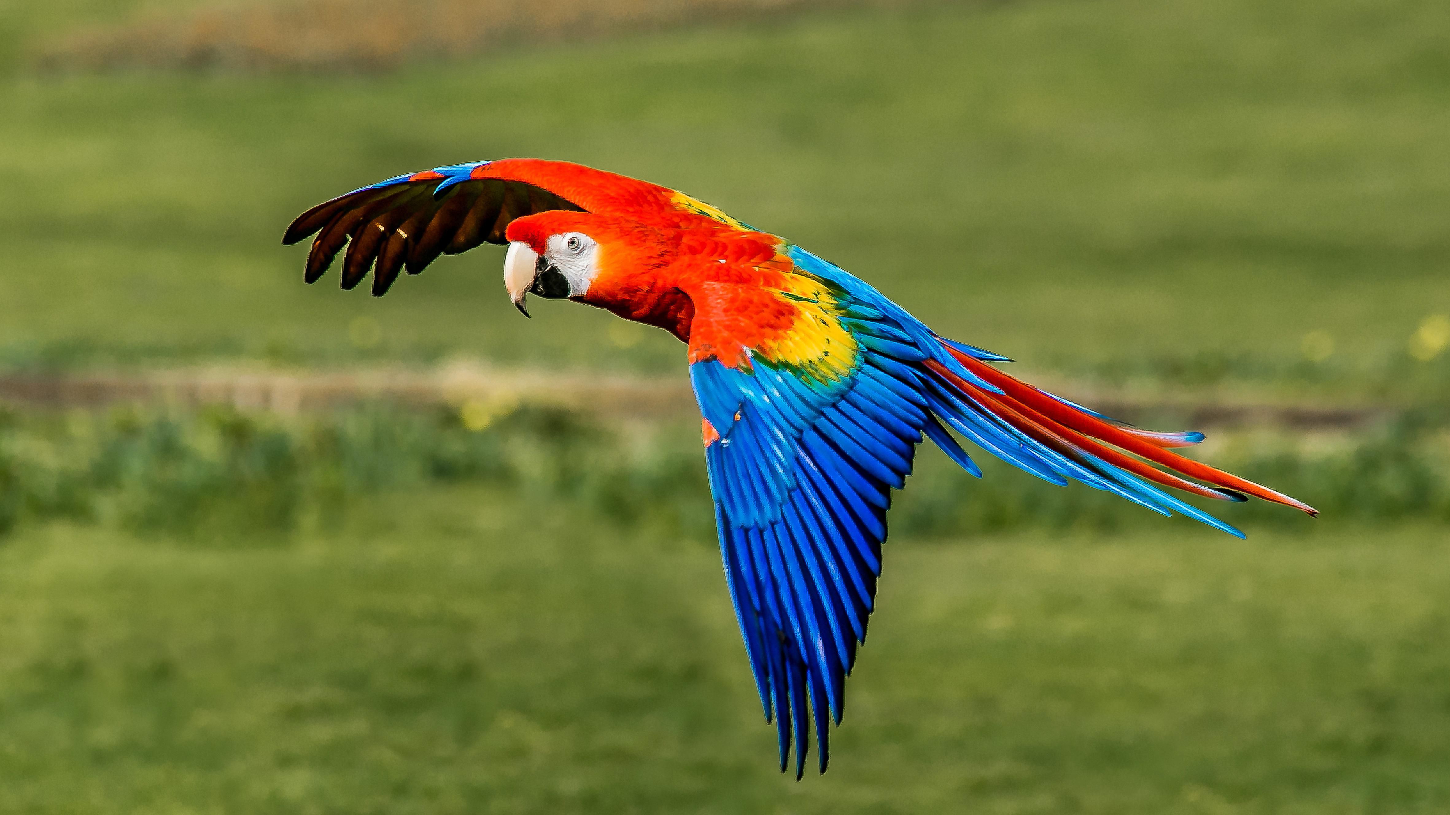 Bird Macaw