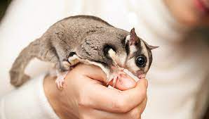 Sugar Glider